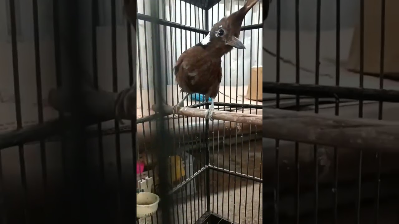 BURUNG MASTERAN  #shortsbirds#shortvideo#shortsviral#cililingacor