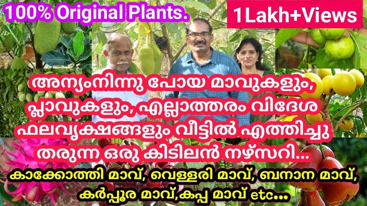 plants വീട്ടിൽ എത്തിച്ചു തരും.❤നഴ്സറിയിൽ നിന്നും ഫലവൃക്ഷങ്ങൾ വാങ്ങുമ്പോൾ ശ്രദ്ധിക്കേണ്ട കാര്യങ്ങൾ.