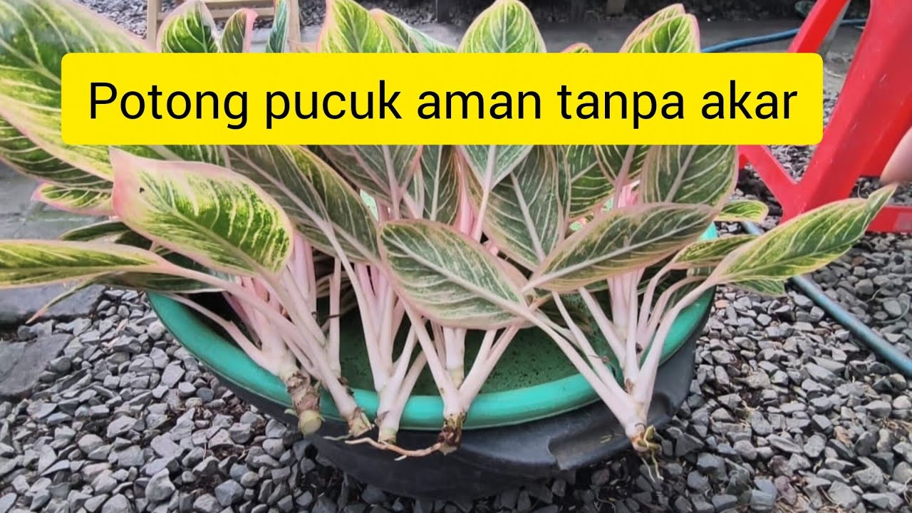 Potong pucuk aman tanpa akar#aglaonema #semiaglao #tanamanhias 