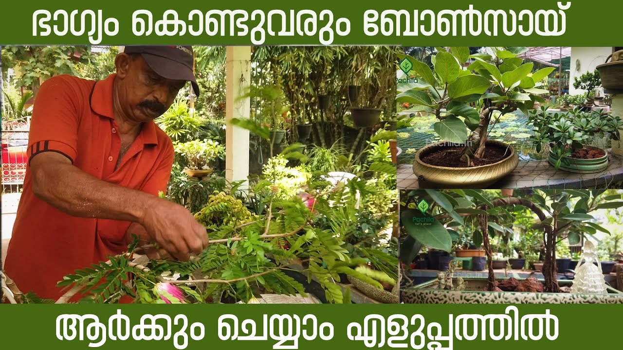 ഏതു മരത്തെയും ബോൺസായ് ആക്കാം വളരെ എളുപ്പത്തിൽ /Money Tree Bonsai #bonsai #bonsaiplants