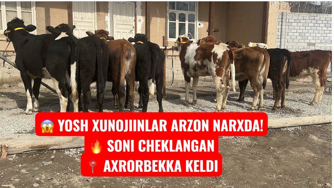 😱 YOSH XUNOJIINLAR ARZON NARXDA!🔥 SONI CHEKLANGAN📍 AXRORBЕKKA YETIB KELDI