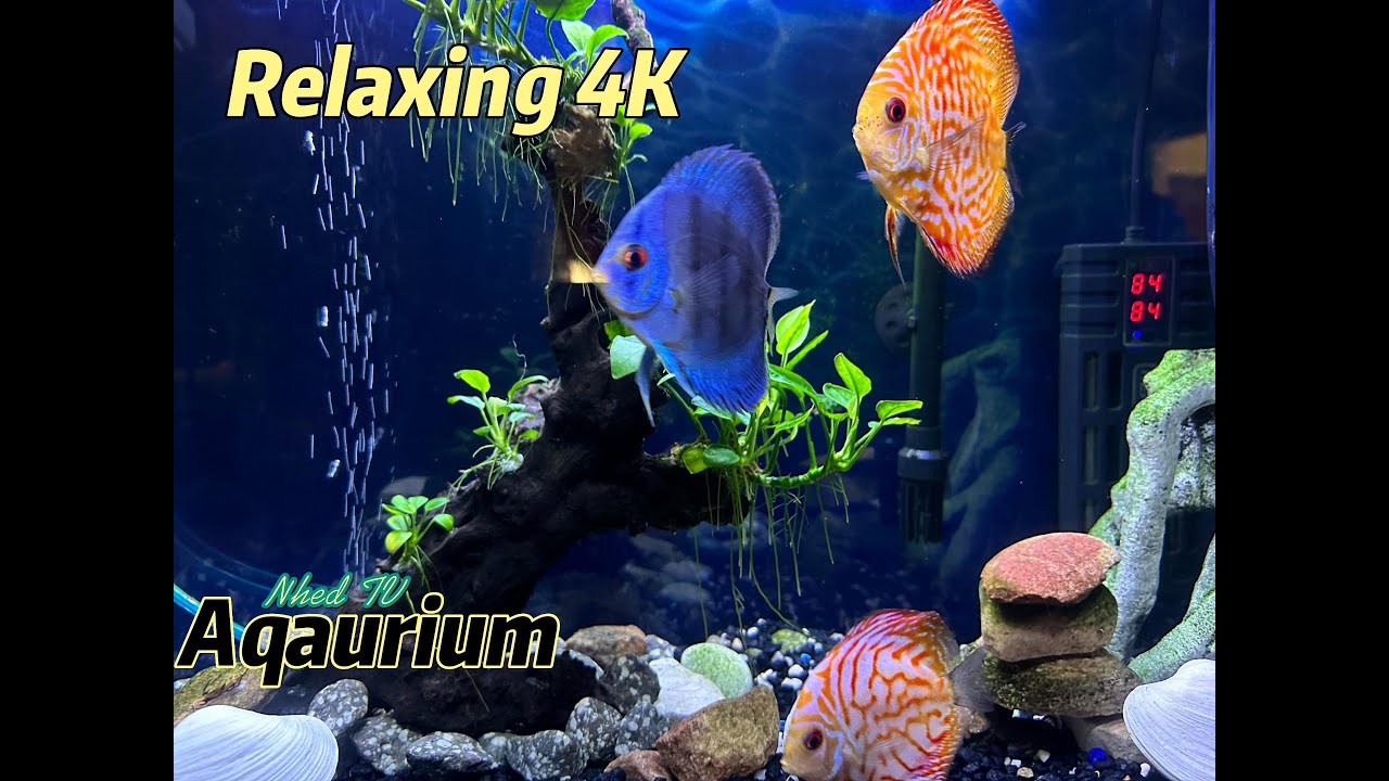 Nhed TV is live! Relaxing 4K Aquarium!