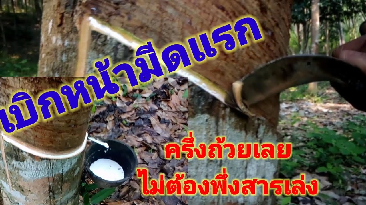 EP ที่ 2  #เปิดหน้ายางพารา#เบิกหน้ายางฤดูไหม่#ให้ใด้น้ำยางโดยไม่ต้องพึ่งสารเล่ง