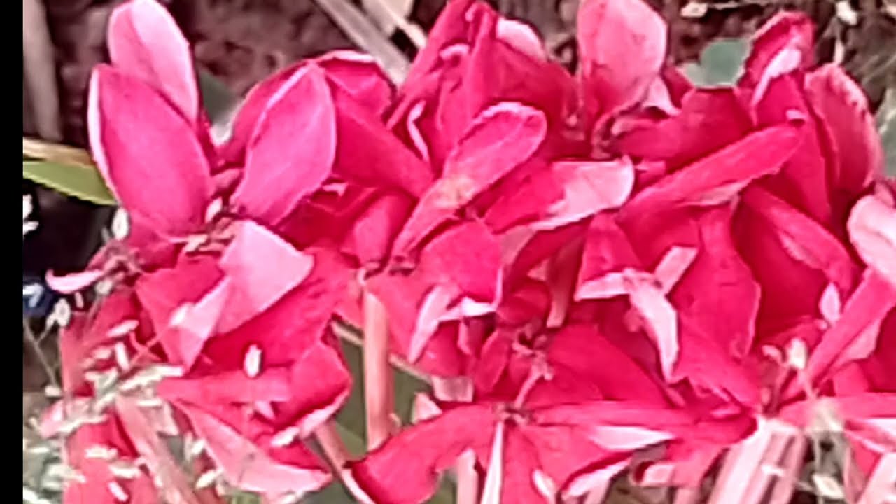 தன் அம்மா அர்ச்சனாவை பார்த்து அயலி ரித்திகா விழுந்து அடி 11 பிப்