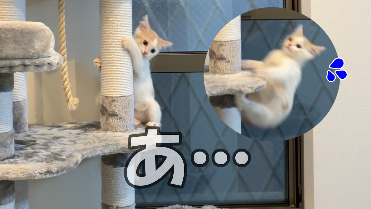 【超危険】子猫がキャットタワーから転落・・・。さすがにヒヤッとしました。