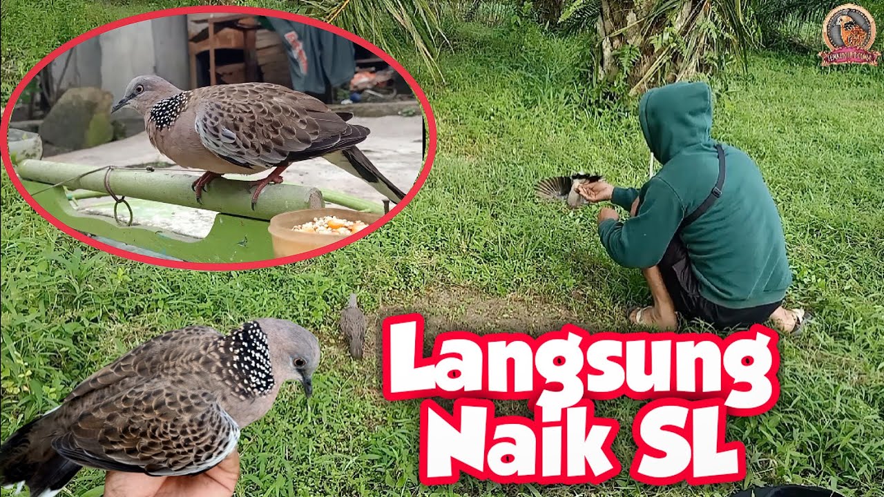 Sampai Dirumah Langsung Cari Sangkar Kosong || Tangan Gemetaran Lagi