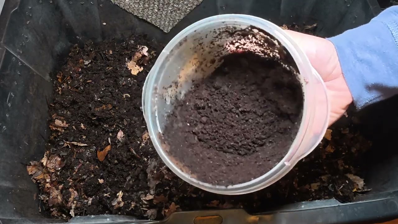 Worm Wednesday Feeding Natural Bedding Bin #wormswithrick #vermicomposting 
