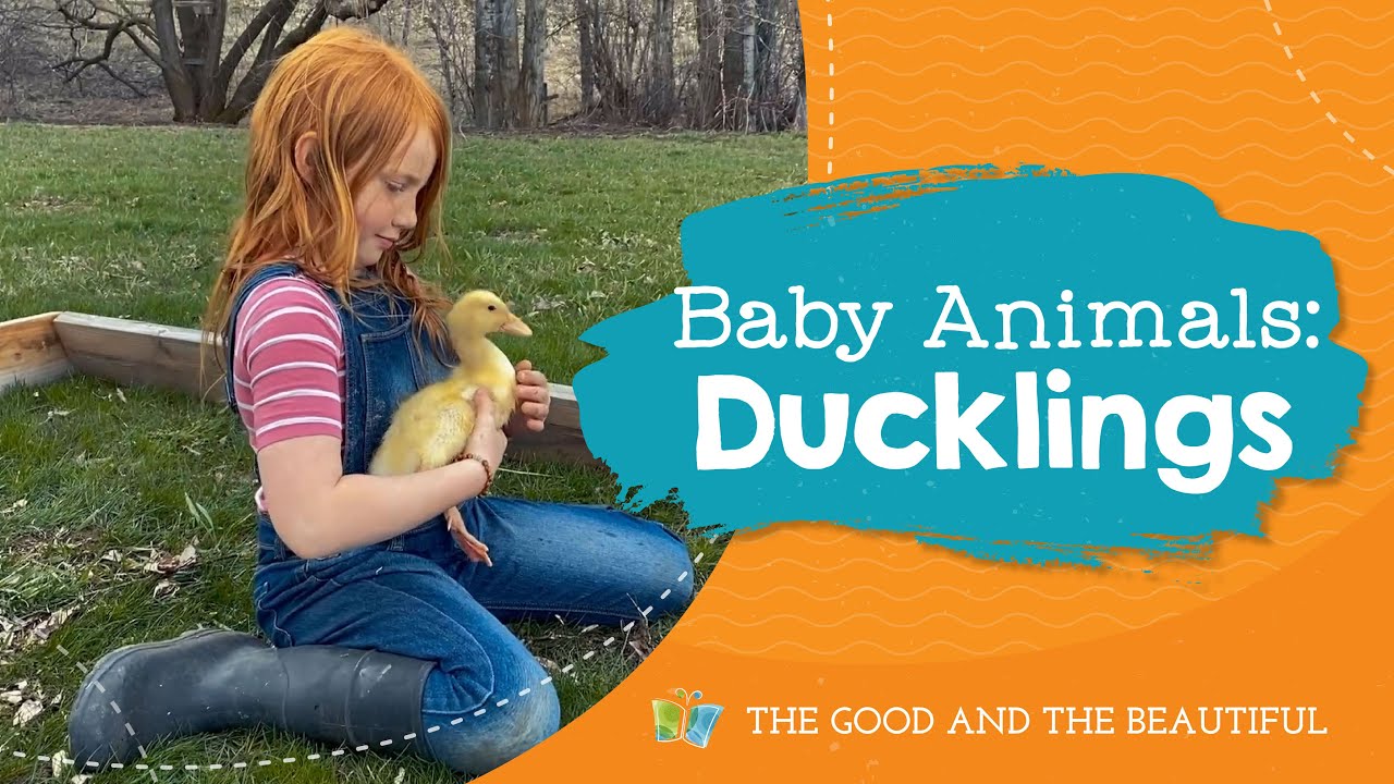 Baby Animals | Ducklings | The Good and the Beautiful