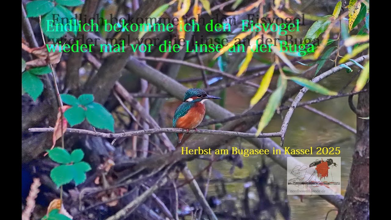 Herbstzeit am Bugasee  Kassel /Eisvogel Sichtung