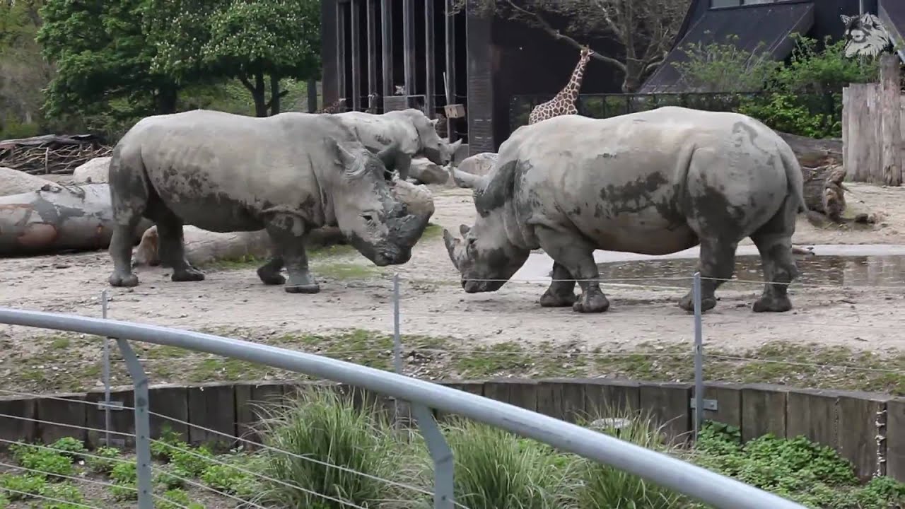 A day at Copenhagen Zoo (Full HD 1080)