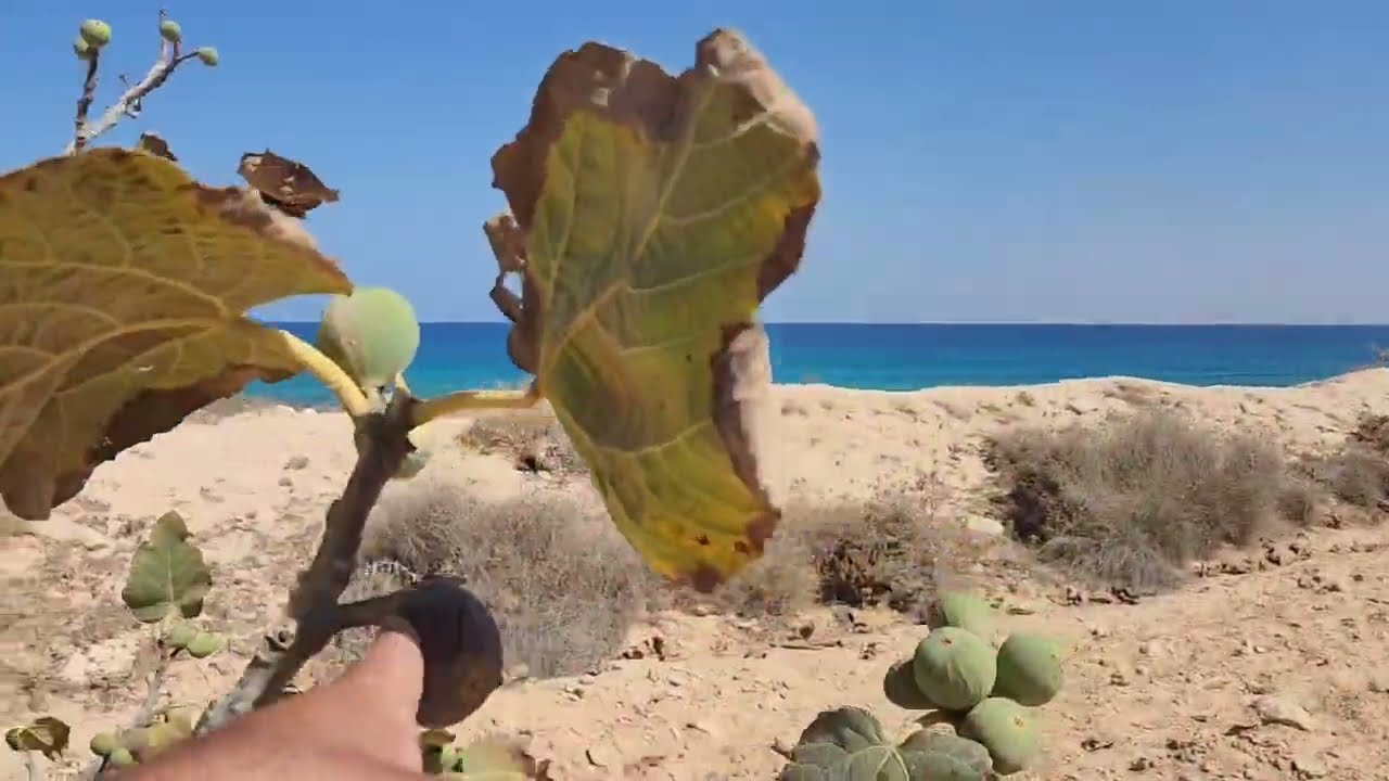 تين مطروح حلوجدا ليه