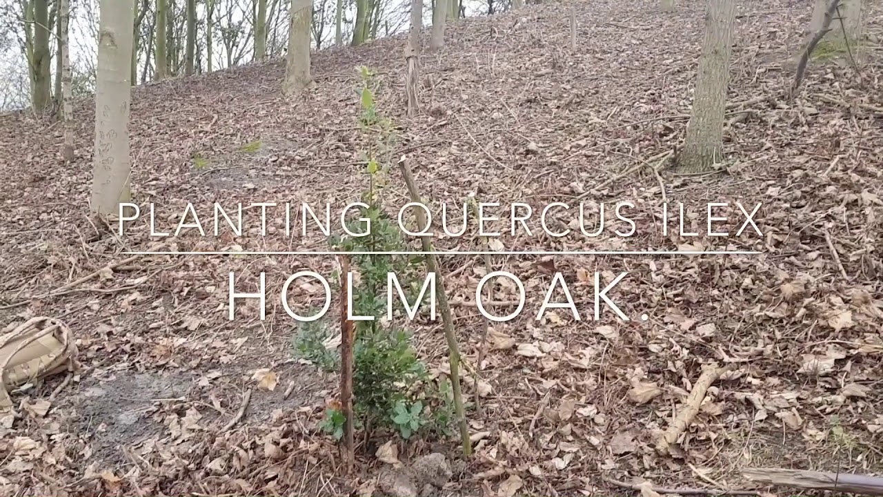 Planting Quercus Ilex