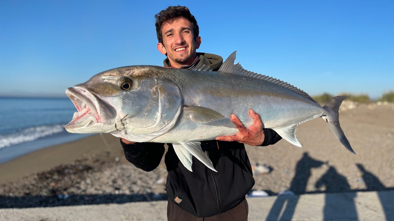 Sahilden Devasa Kuzu Balığı Avı ! / Landbased Amberjack Fishing