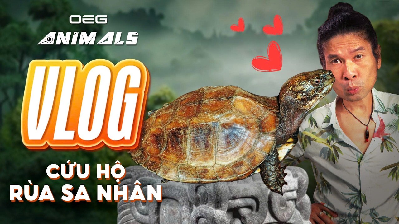 OEGANIMALS VLOG | CỨU HỘ RÙA SA NHÂN - CUORA MOUHOTII (PHẦN 1)