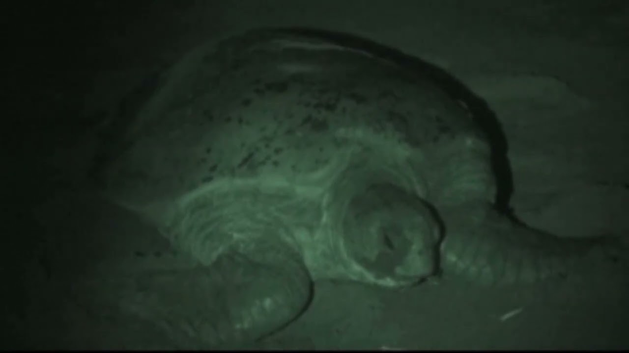 Indonesian Turtle Rescue