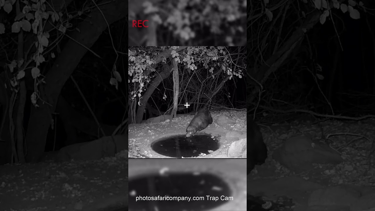 Rare Night Sighting: African Honey Badger Caught on Camera at Our Water Hole! 