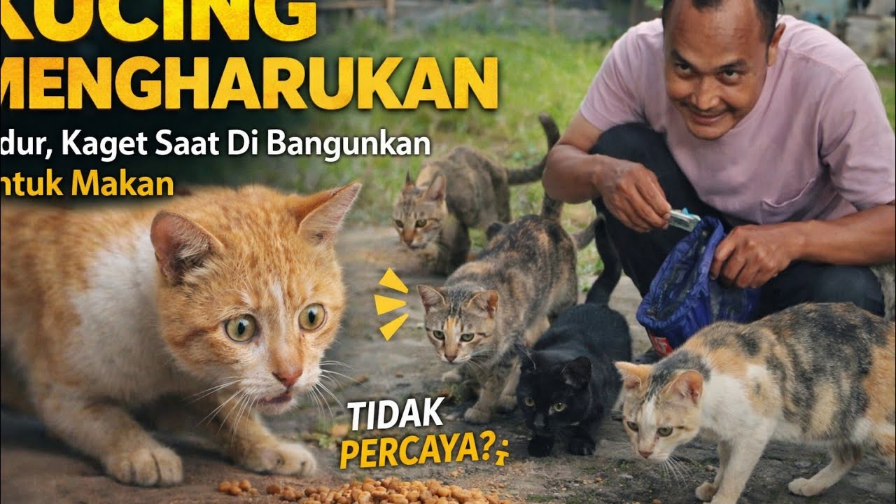 Kucing Jalanan Ini Tidur Kelaparan… Kaget Saat Bangun, Tak Percaya Ada Makanan di Depannya 😭