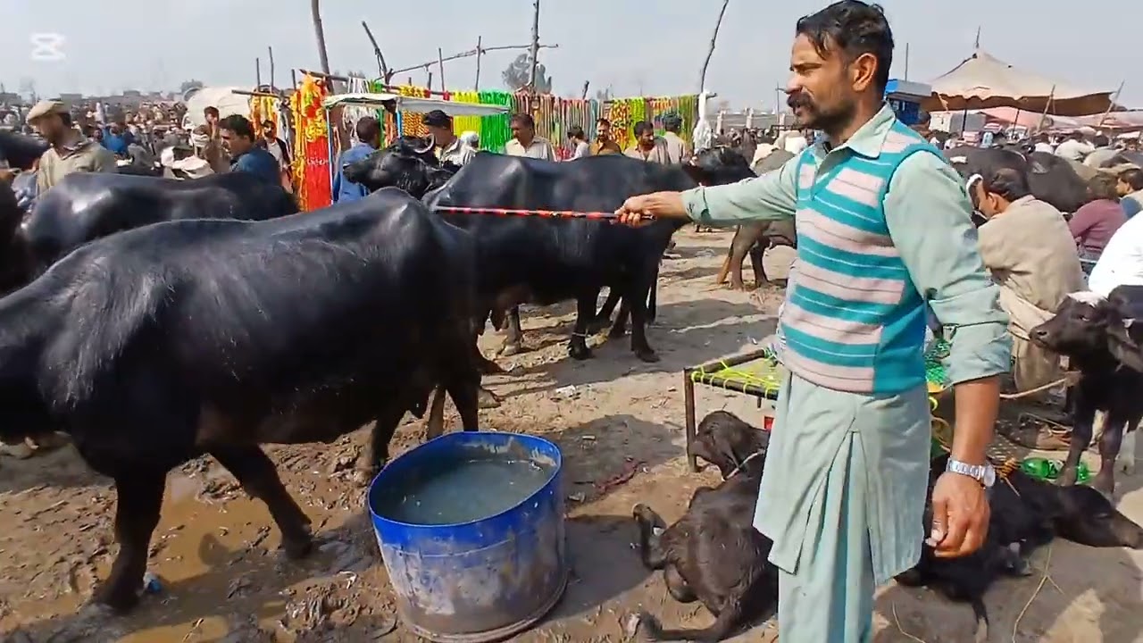 Gujarat Mandi bafalo video in Panjabi