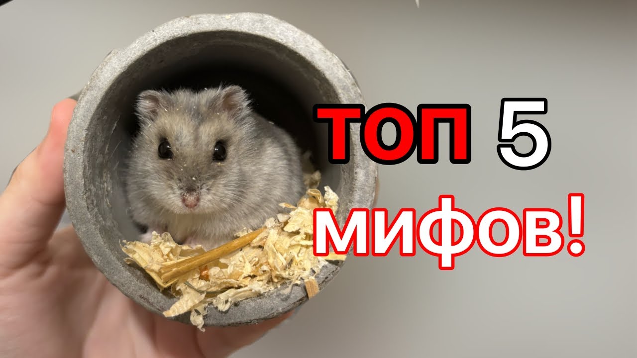 ТОП 5 МИФОВ О ДЖУНГАРСКИХ ХОМЯКАХ | хомуся life 