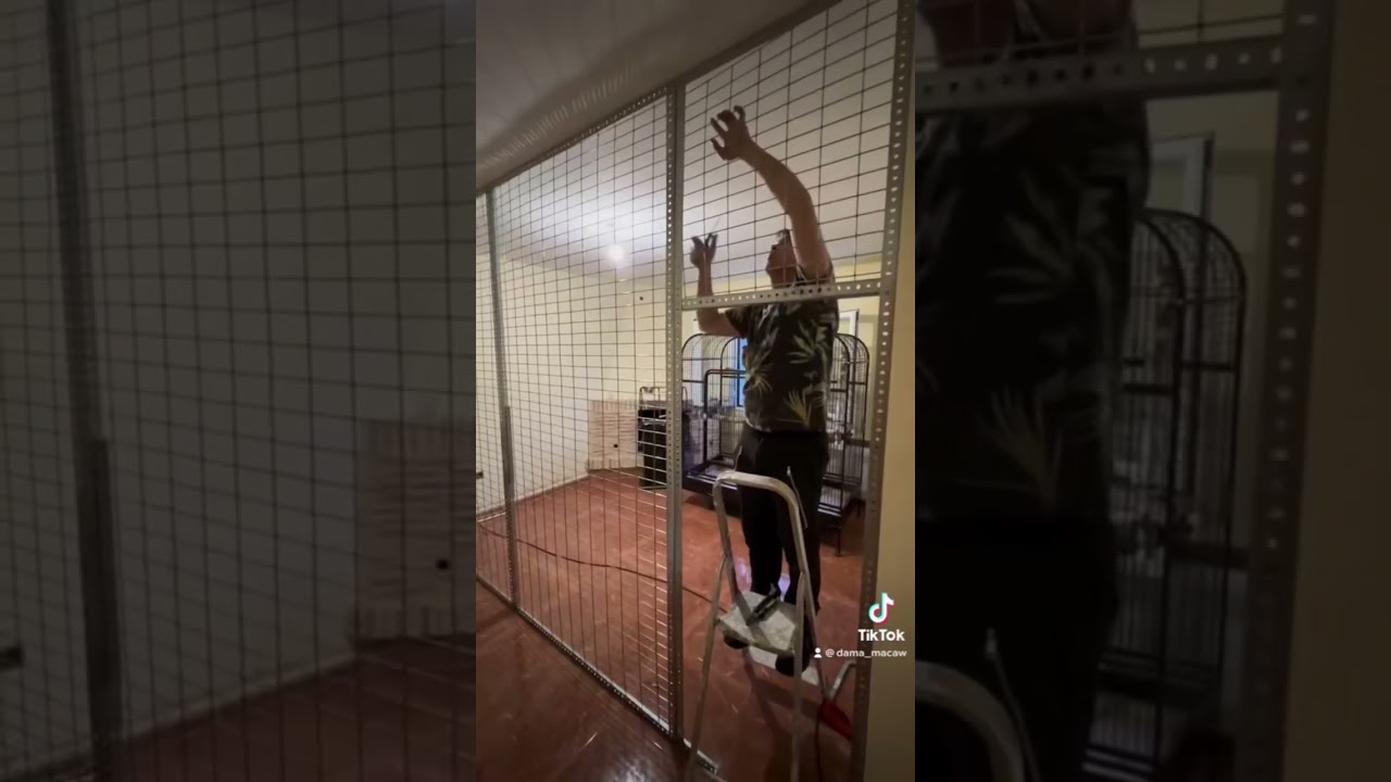 Voladera interior para loros 🦜.