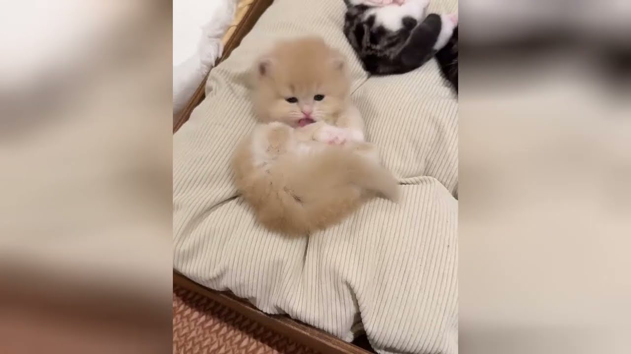 Sweet little cats will bring warmth to your cold days