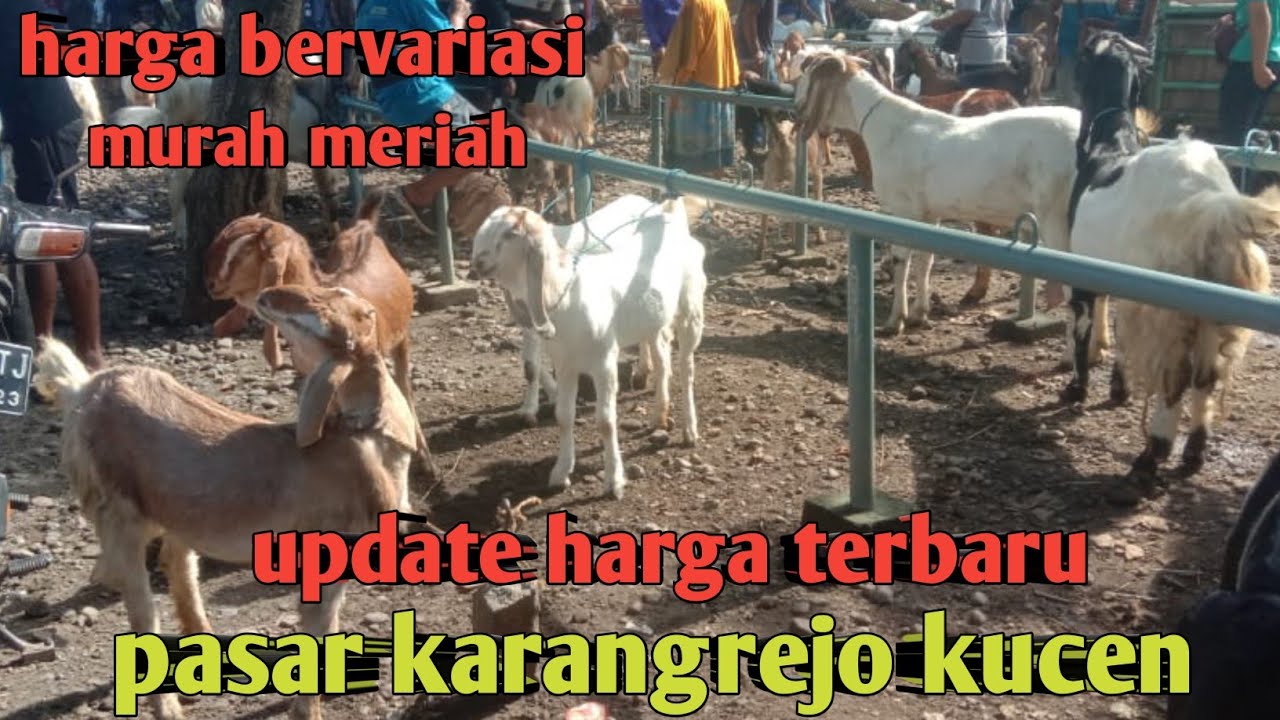 UPDATE HARGA TERBARU HARGA BERVARIASI MURAH MERIAH,
