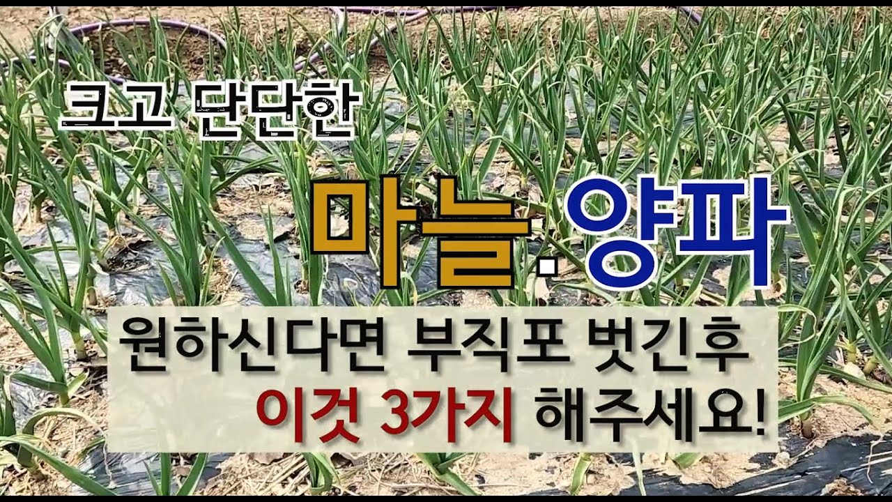 크고 단단한 마늘.양파 원하신다면 부직포 벗긴 후 이것 3가지 해주세요!  #마늘 양파 잘 가꾸는 방법.