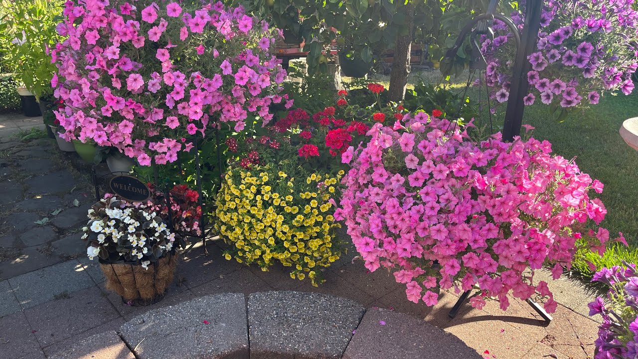 Sustrato y cuidados que los Viveros no te dicen para poder tener unas petunias con muchas flores.