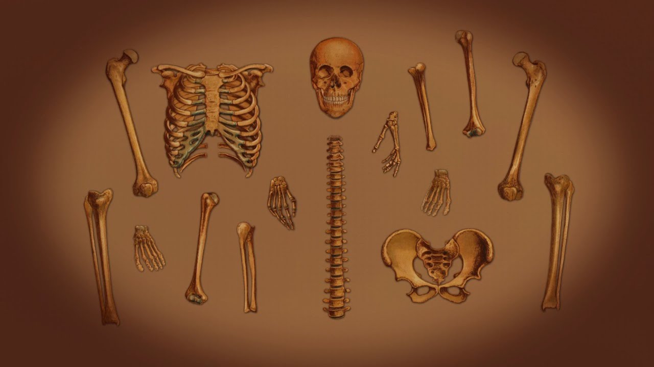svenska som andraspr&aring;k  , Skelettet och musklerna