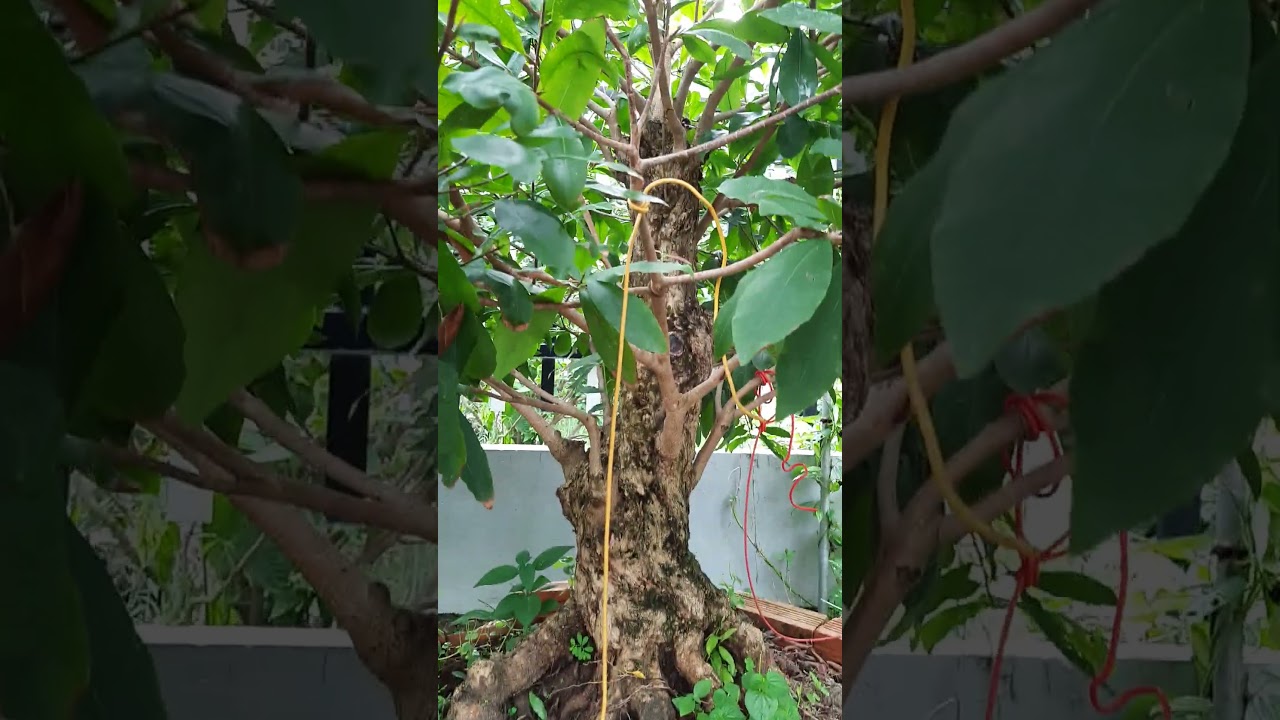 Nu&ocirc;i Kiến v&agrave;ng giữ Mai v&agrave;ng #maidotbien #maixusingapore
