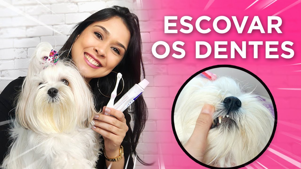 Como eu Escovo os DENTINHOS da minha Shih Tzu?