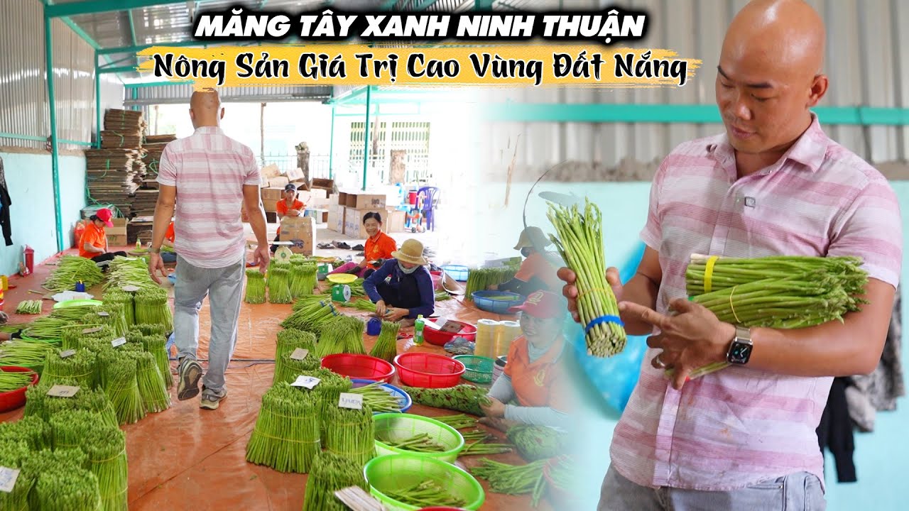 MĂNG TÂY XANH NINH THUẬN | NÔNG SẢN GIÁ TRỊ CAO MIỀN ĐẤT NẮNG