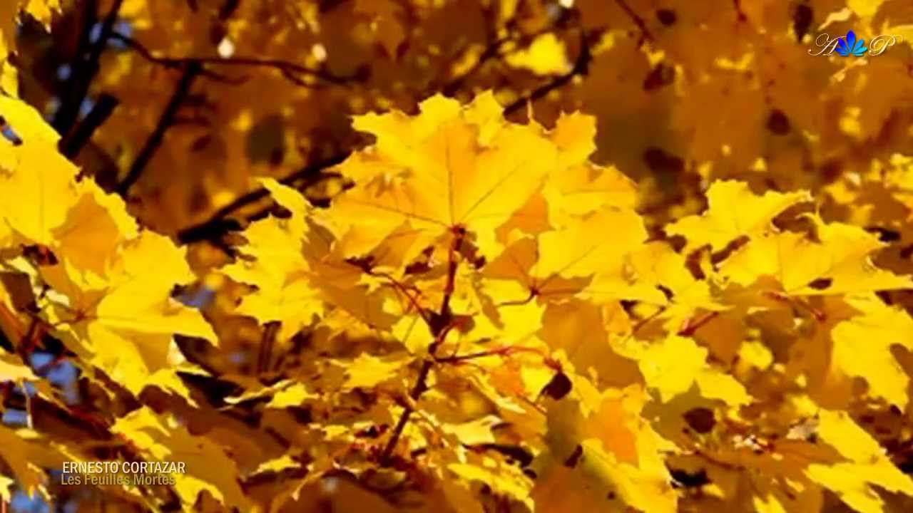 ERNESTO CORTAZAR - Les Feuilles Mortes(Autumn Leaves)