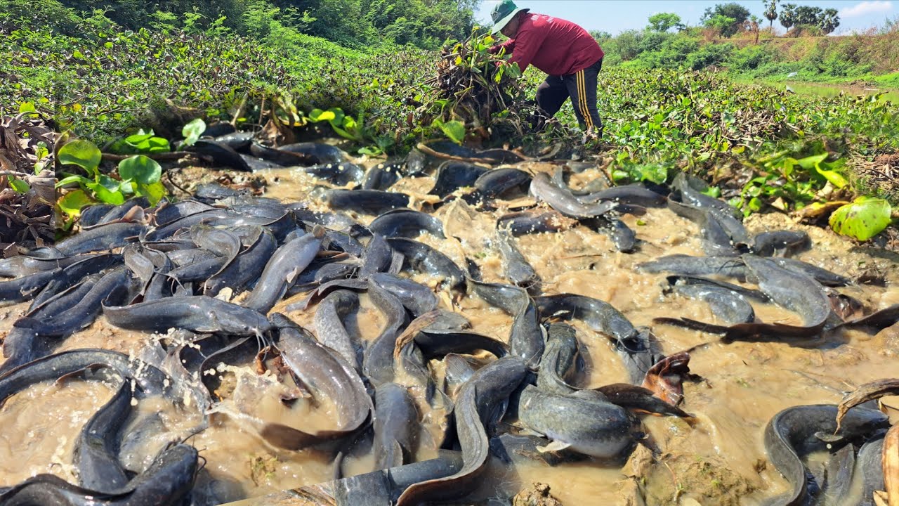 OMG Wow unique  -A farmer used a fishing boat to catch fish in a stream and caught a lot of fish.