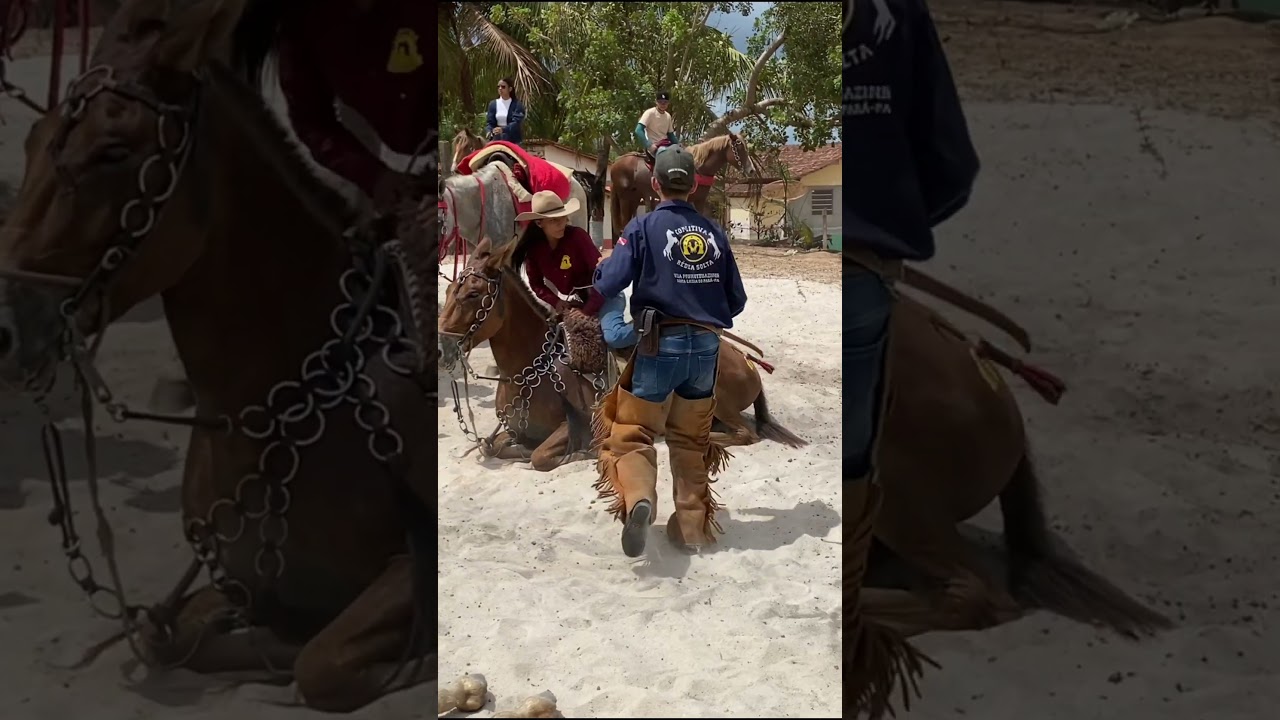 Meu parceiro casca de bala #vaquejada #cavalos #cavalo