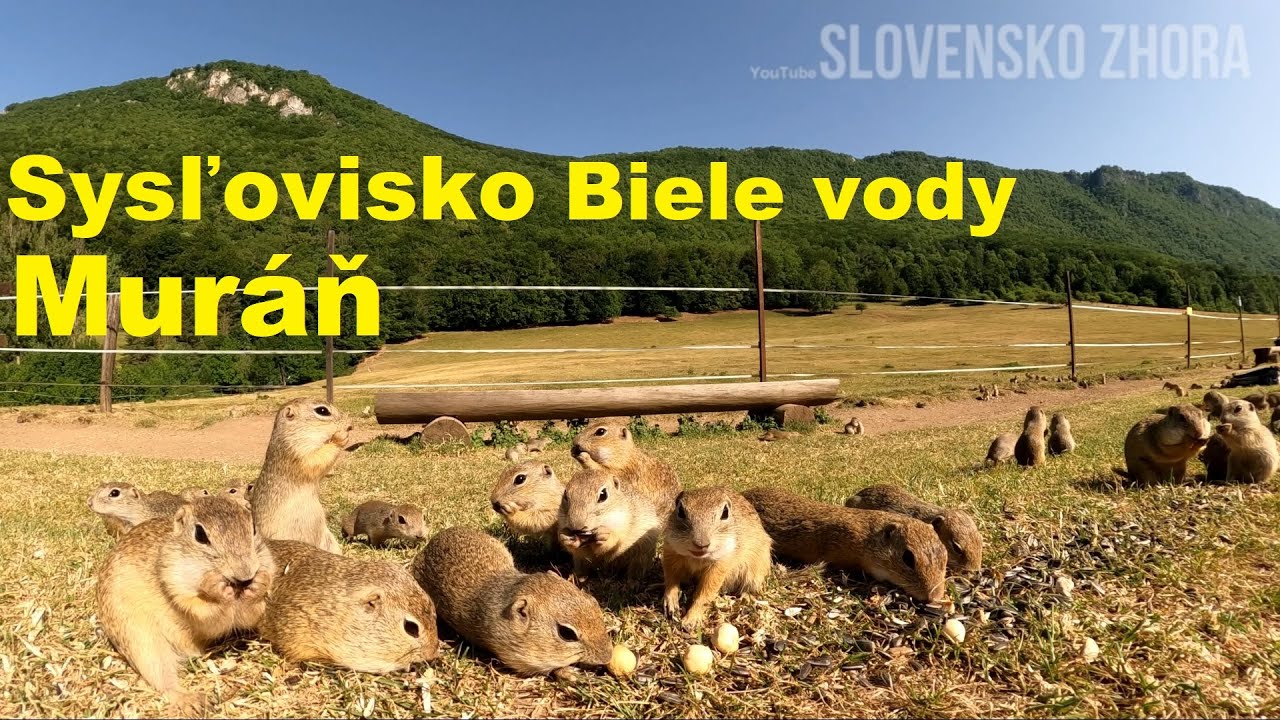 Sysľovisko Biele vody pri Muráni - unikátny zážitok - Kŕmenie sysľov - Sysle Muránska planina
