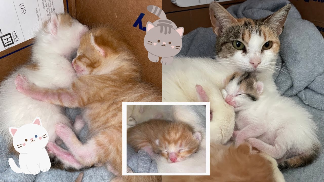 The First Week With Newborn Kittens!