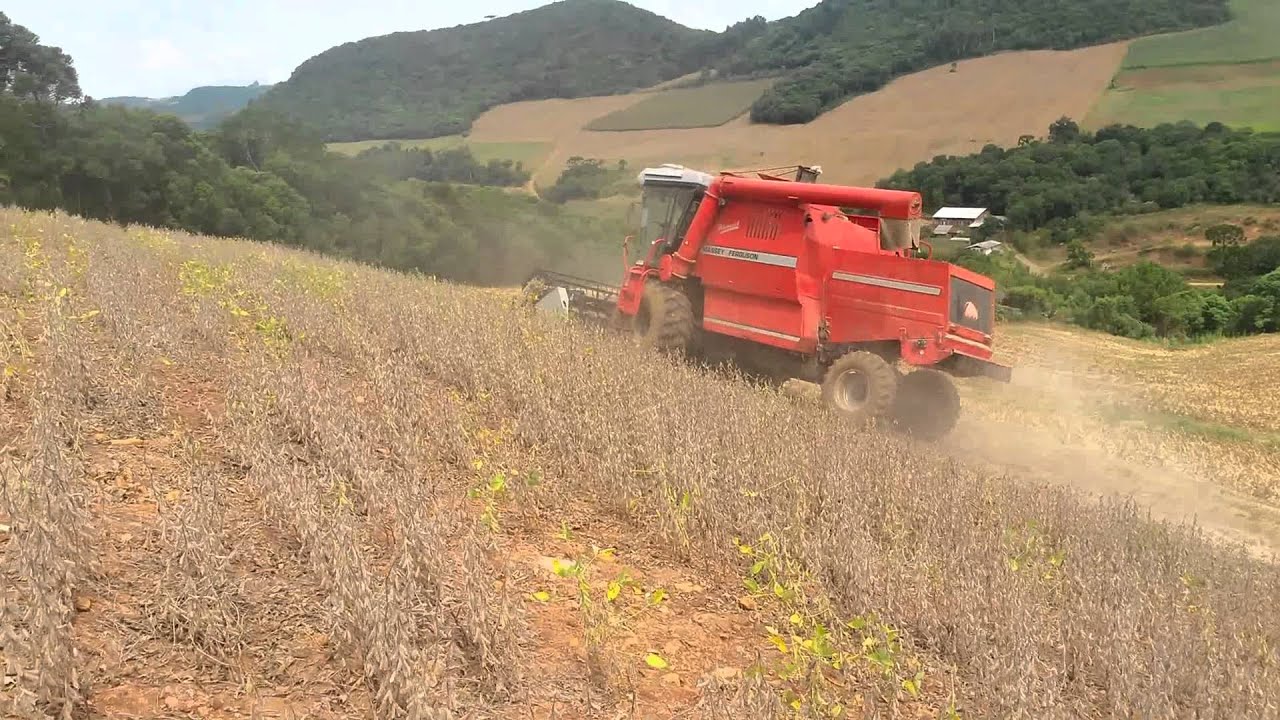 Colheita em Vanini na ladeira
