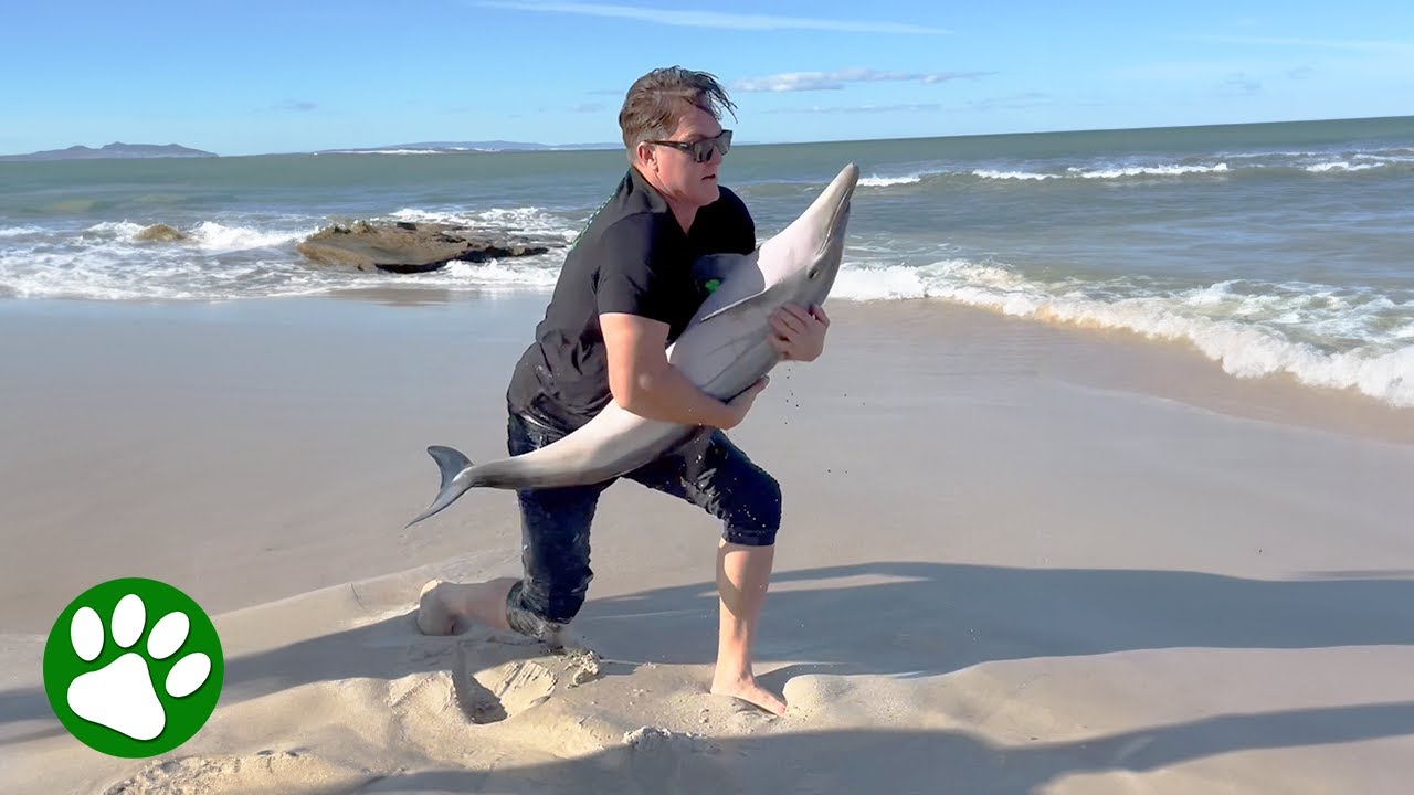Persistent man rescues baby dolphin