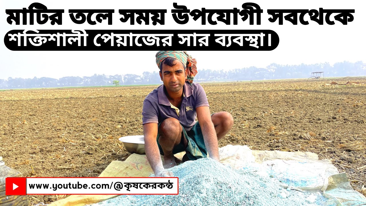 পেয়াজের মাটির তলে সময় উপযোগী সবথেকে শক্তিশালী সার ব্যবস্থা।