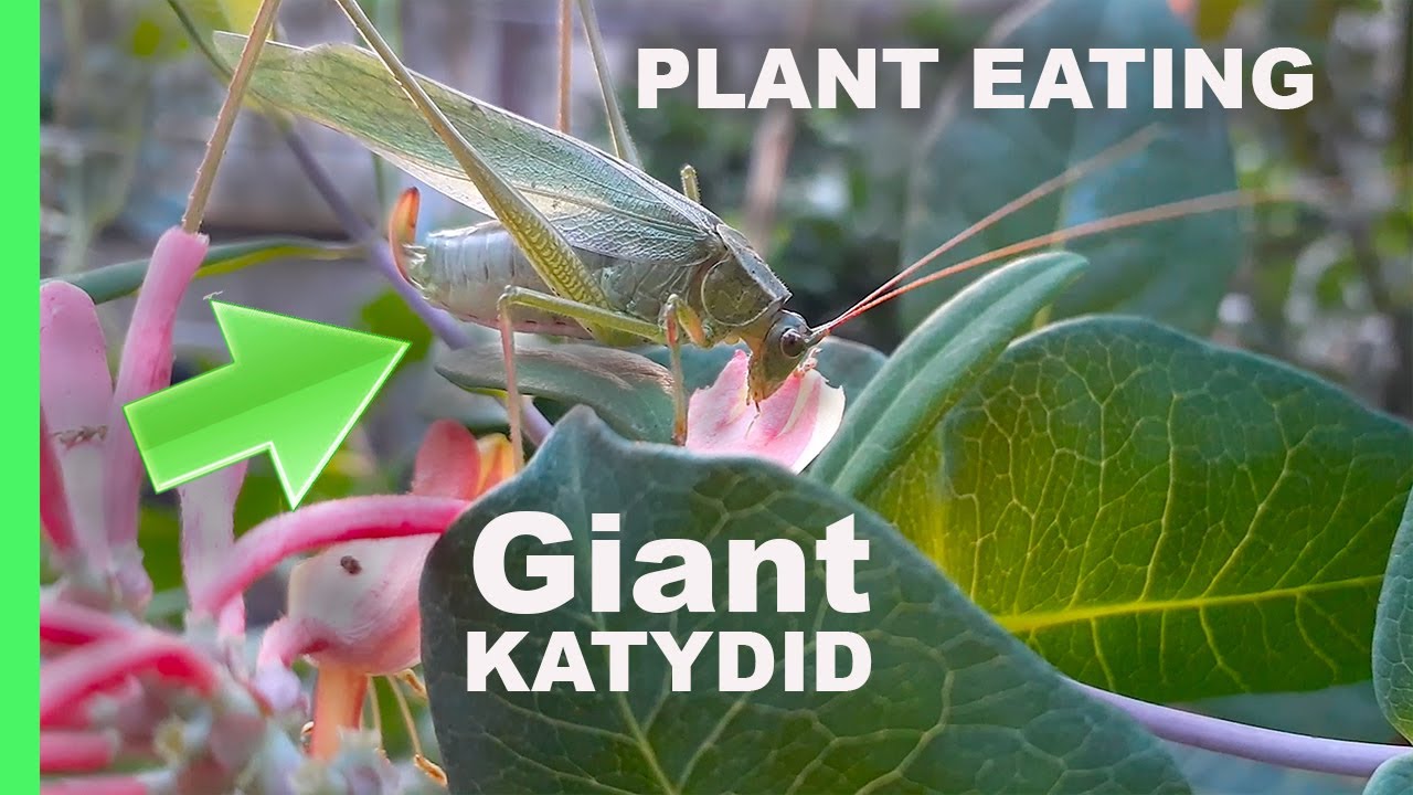 Camouflaged Mexican Bush KATYDID eating a Gold Flame Honeysuckle Flower | The cousin of Crickets