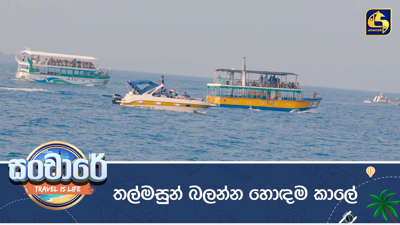 තල්මසුන් බලන්න හොඳම කාලේ