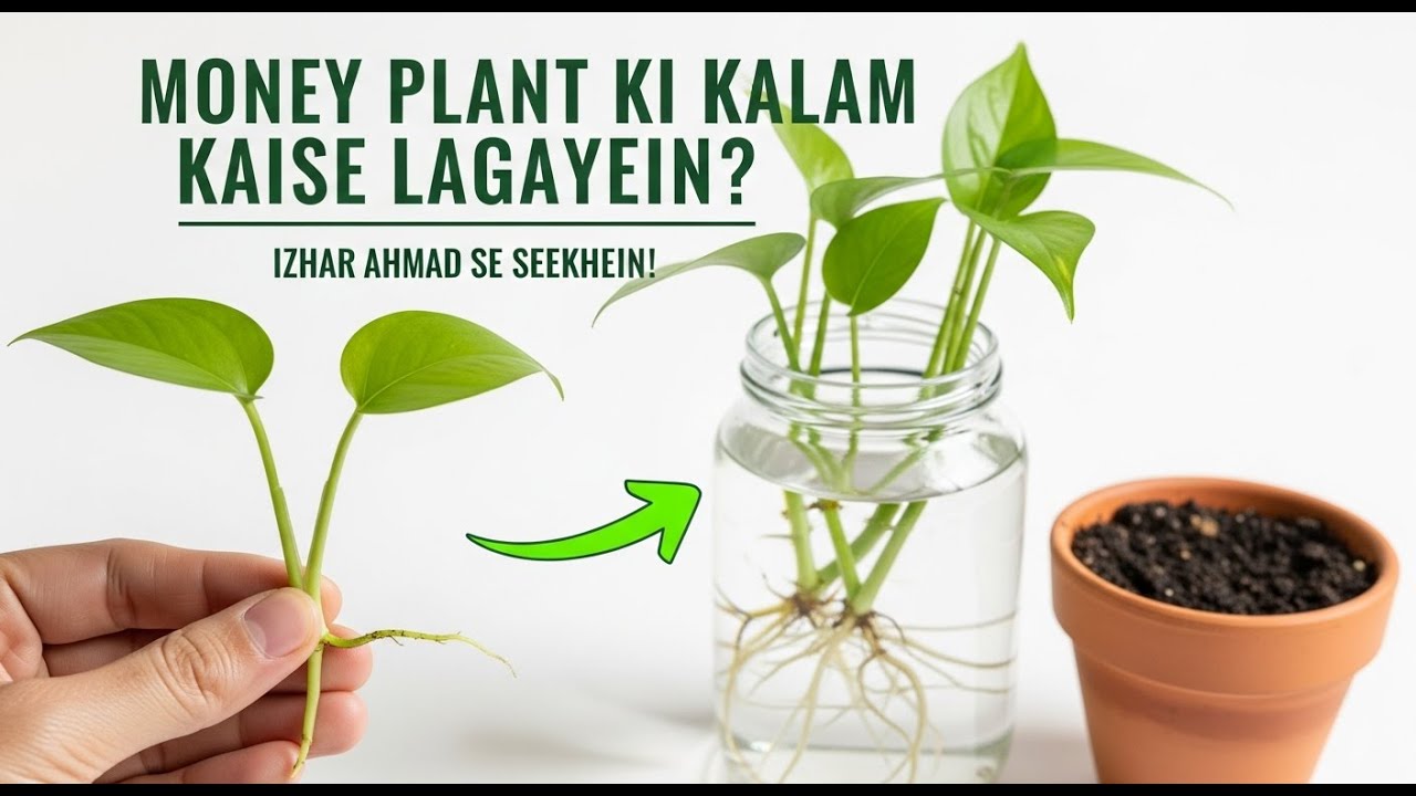 Sirf 1 Kalam Se Ghar Bhara Paudha! | Money Plant Cutting Grow Tips by Izhar Ahmad