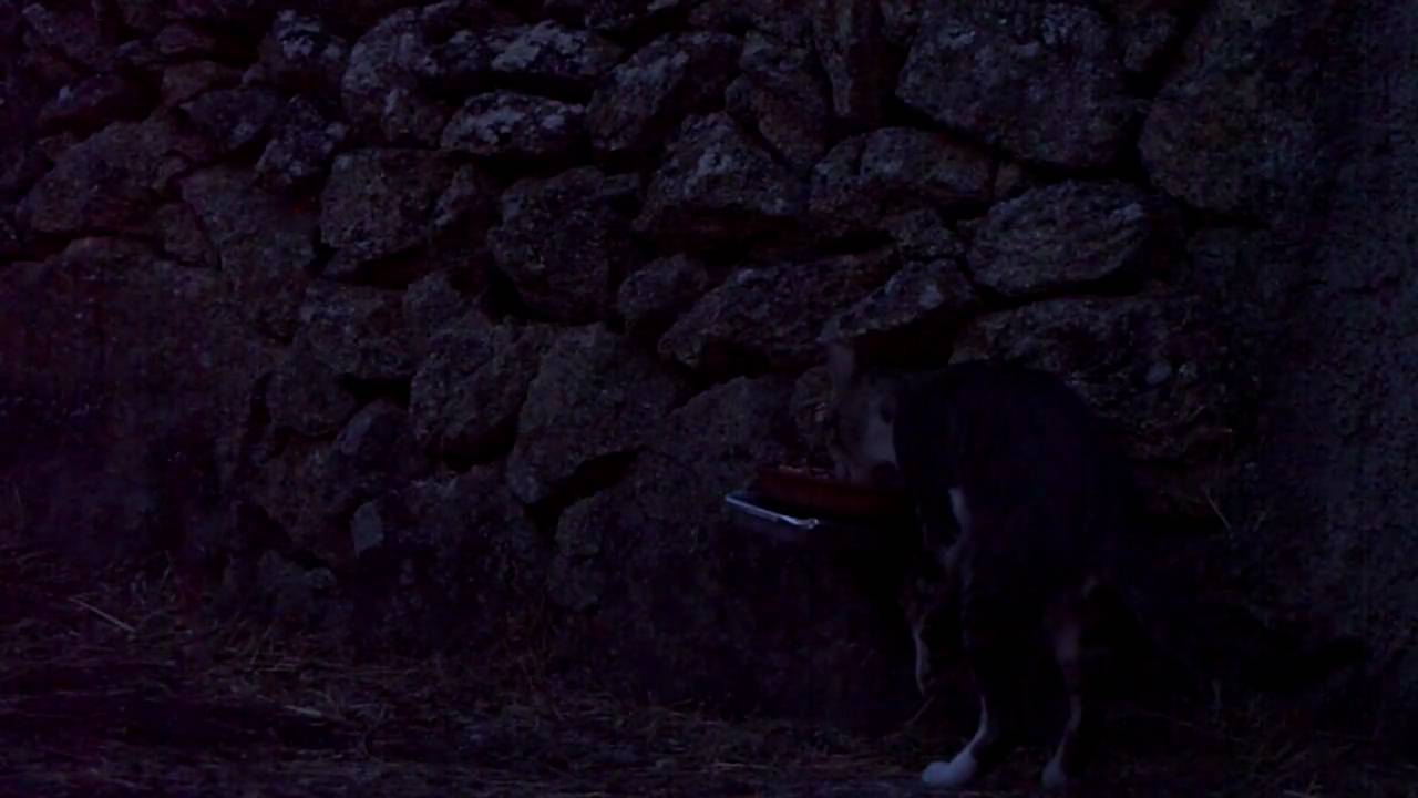 GATO SALVAJE EXTREMEÑO.