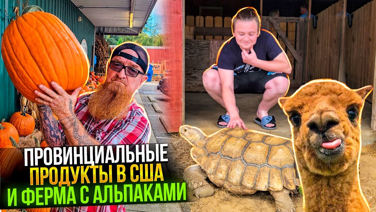 ПРОВИНЦИАЛЬНАЯ НАРЕЗКА. ФЕРМА С АЛЬПАКАМИ. ЦЕНЫ НА ОВОЩИ-ФРУКТЫ В СЩА