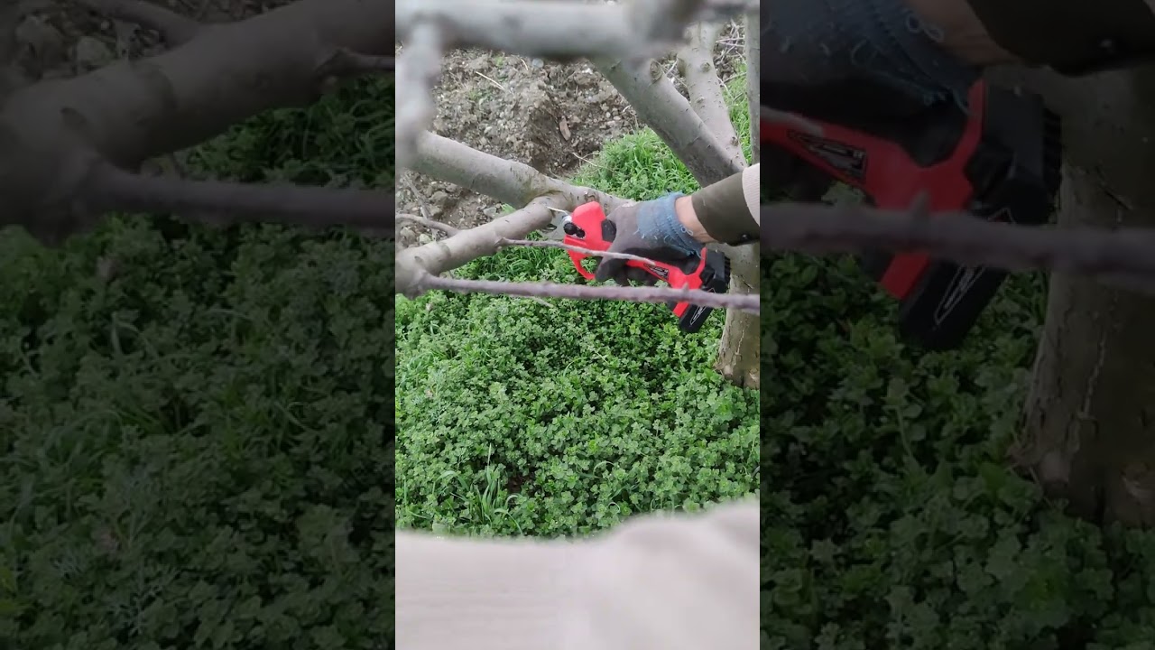 VETA VT32 ŞARJLI BUDAMA MAKASI İLE AĞAÇ BUDAMA.