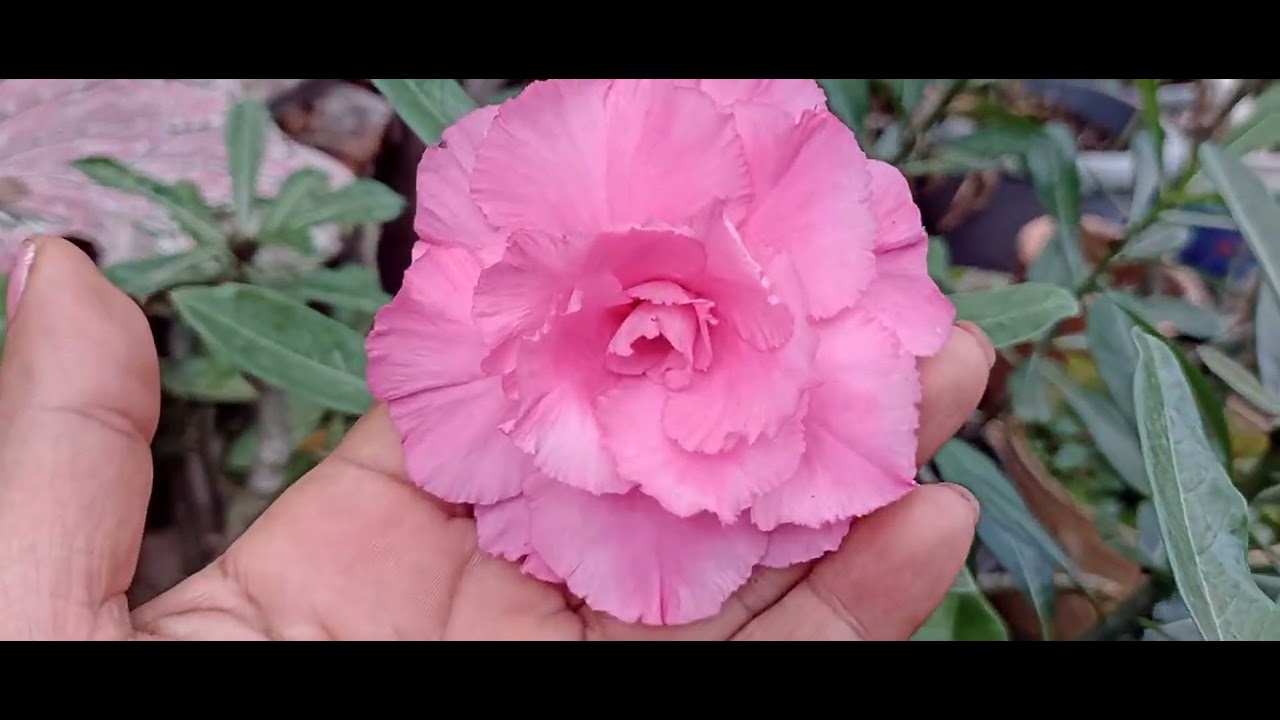 Um bom final de semana para todos com muitas flores em seu jardim