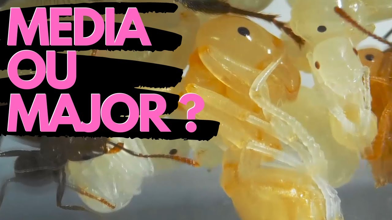 MINI MAJORS : nouvelle caste chez mes Messor barbarus ?