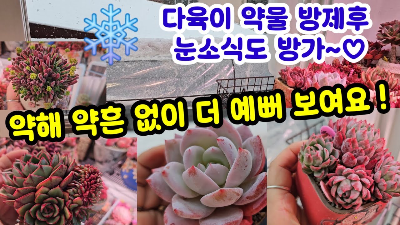 베란다 다육이 봄맞이 토탈싹 방제후~약해 약흔 없어요 👌눈까지 내려주니 금상첨화네용~❤️
