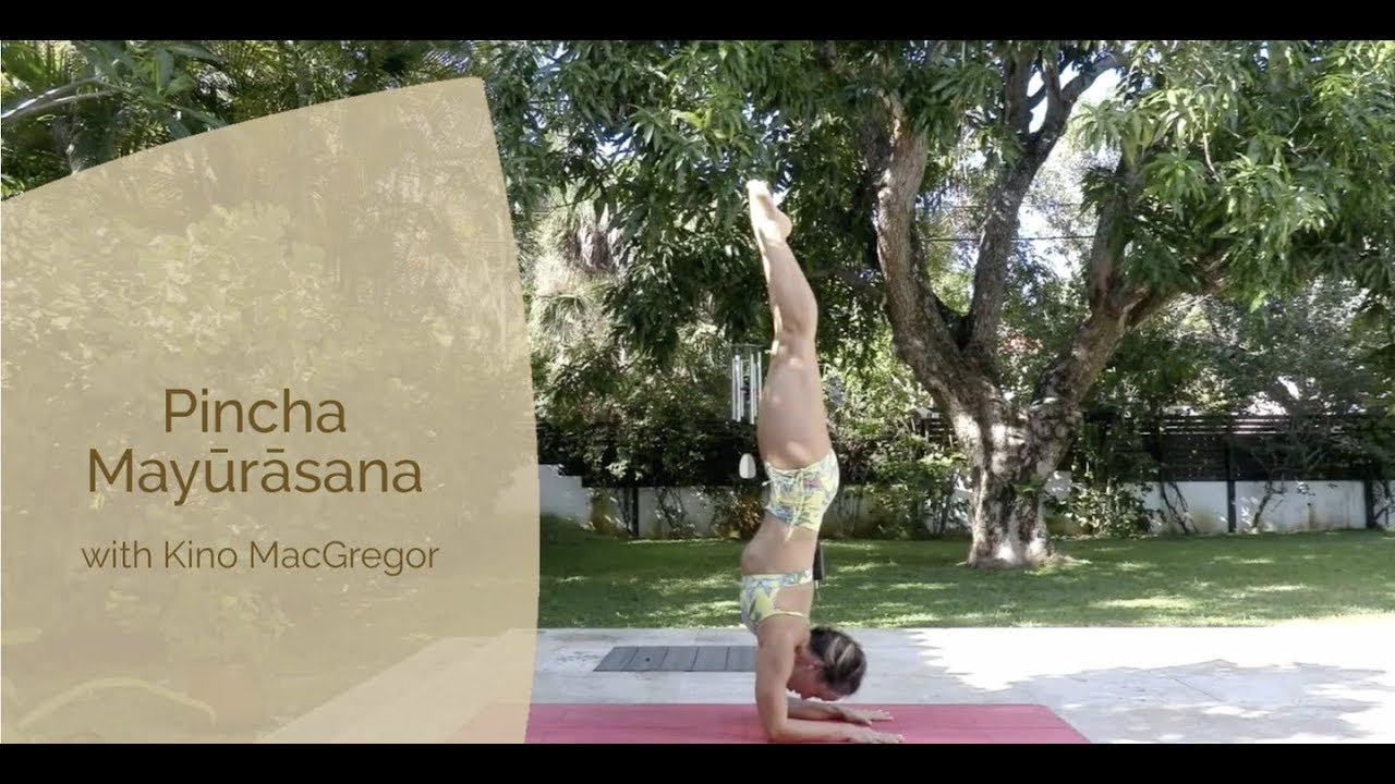 Pincha Mayurasana - Forearm Stand with Kino Macgregor